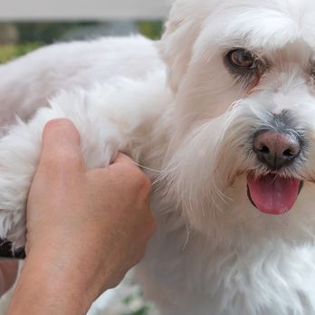 Dog House - Pet Groomers Near Me - Maineville, Ohio