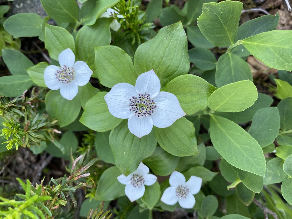 Full Harmony Life - grief counselor in El Paso, TX