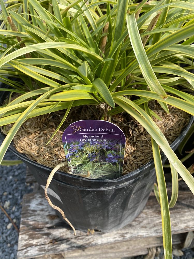 LOWE’S BAYSHORE NURSERY & GIFTS Updated October 2024 703 Love Point