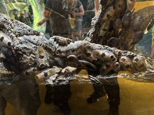Audubon Insectarium by null