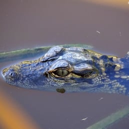Baby alligator going for a swim, at the Big Cypress Bend Boardwalk.