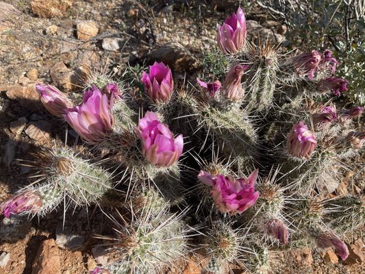 Honey Bee Canyon by null