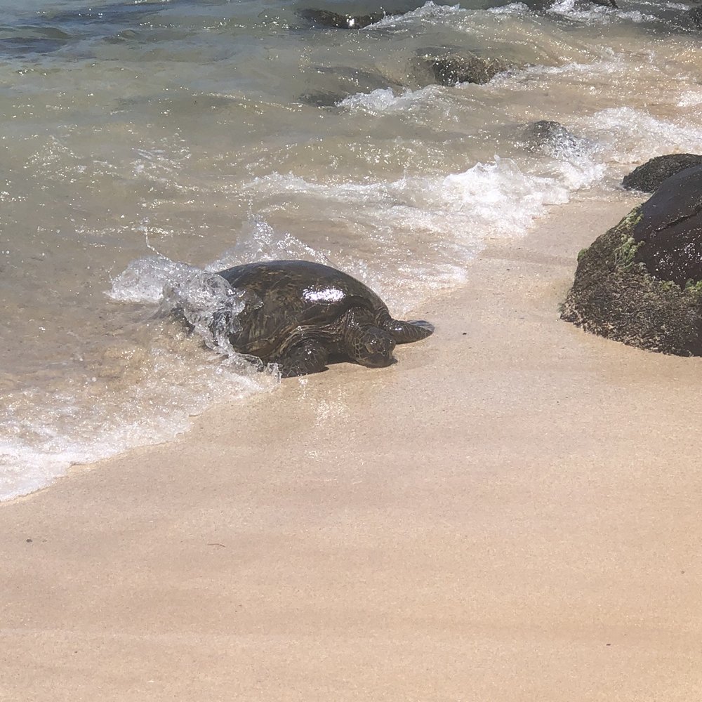 Go Tours Hawaii - Bus Tours Near Me - Honolulu, Hawaii
