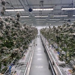 Paul's Boutique - Flowering Stage