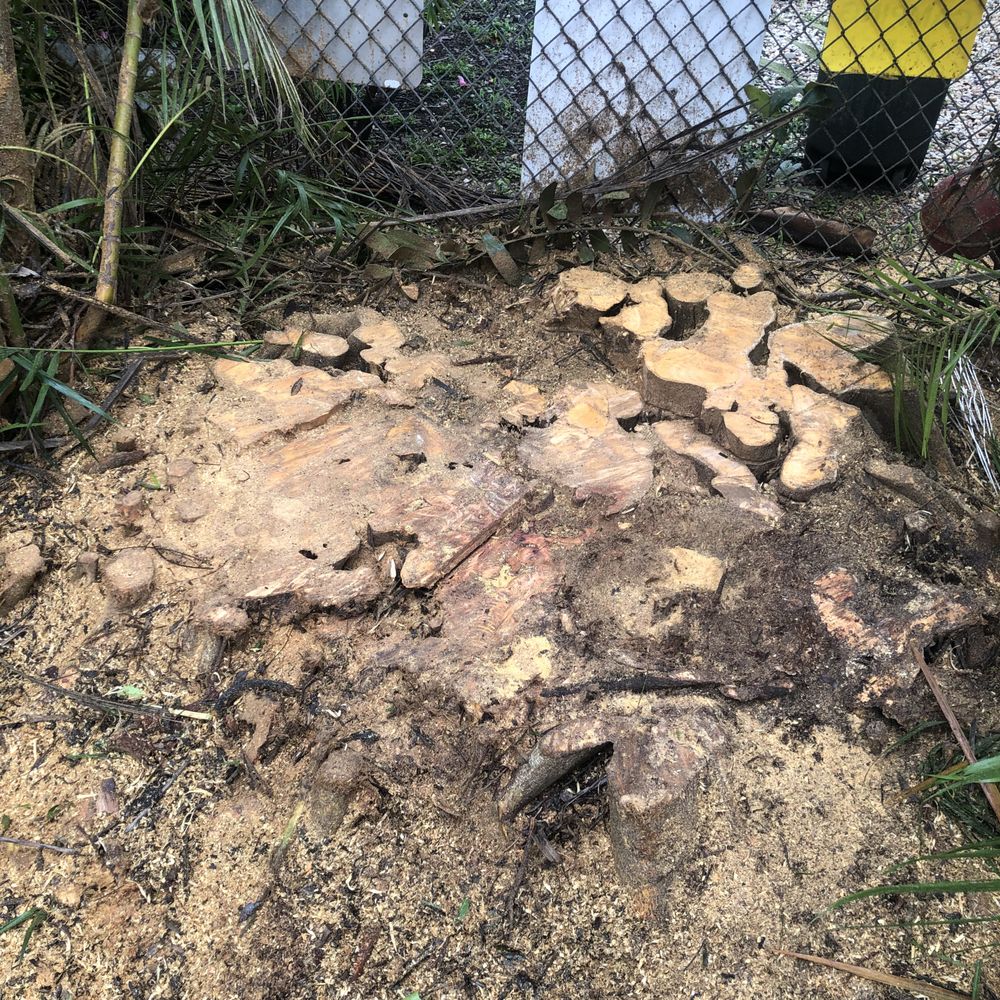 All Dade Tree Services - Stump before being grinded - Landscaping Near Me - Miami, Florida