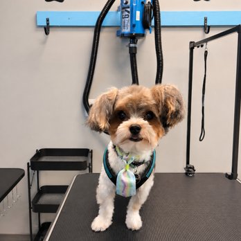 Daisys VIP Grooming - Pet Groomers Near Me - Gardner, Kansas Daisys VIP Grooming - Pet Groomers Near Me - Gardner, Kansas