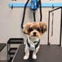 Daisys VIP Grooming