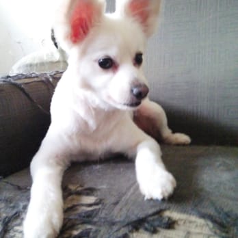Del Paso Grooming - American Eskimo after - Pet Groomers Near Me - Sacramento, California Del Paso Grooming - American Eskimo after - Pet Groomers Near Me - Sacramento, California
