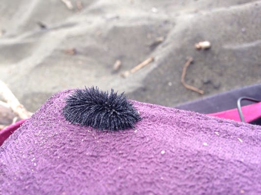 Photo of Muriwai Beach - Auckland, AUK, NZ. sand on a magnet