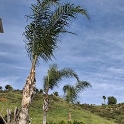 Jose Munoz Tree Service - Palm trees after