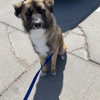 Pet5150 - Azazeal - Pet Groomers Near Me - Fort Mohave, Arizona Pet5150 - Azazeal - Pet Groomers Near Me - Fort Mohave, Arizona