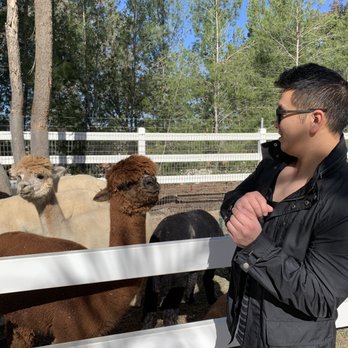 The Alpaca Hacienda - Worried about that spit... - Attraction Farms Near Me - Temecula, California