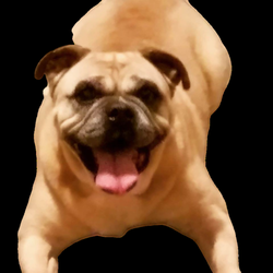 Infinity Dog Training