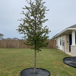Tree bed