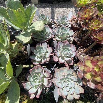 Terra Sol Garden Center - Nurseries & Gardening Near Me - Santa Barbara, California Terra Sol Garden Center - Nurseries & Gardening Near Me - Santa Barbara, California