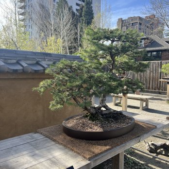 Denver Botanic Gardens - Bonsai tree - Botanical Gardens Near Me - Denver, Colorado Denver Botanic Gardens - Bonsai tree - Botanical Gardens Near Me - Denver, Colorado