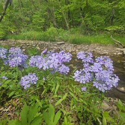 Nerstrand Big Woods State Park