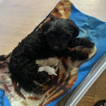 Clark Animal Hospital - Veterinarians Near Me - Kitchener, Ontario Clark Animal Hospital - Veterinarians Near Me - Kitchener, Ontario