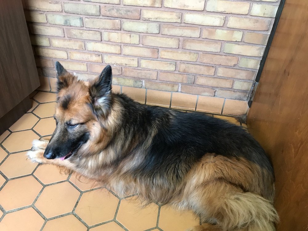 GRAHAM ROAD ANIMAL HOSPITAL 14 Reviews Veterinarians 713 Graham