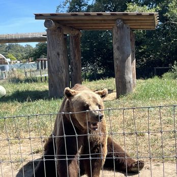 Olympic Game Farm - Zoos Near Me - Sequim, Washington Olympic Game Farm - Zoos Near Me - Sequim, Washington
