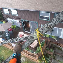 Potter Tree Care - Tree near your house? No problem!