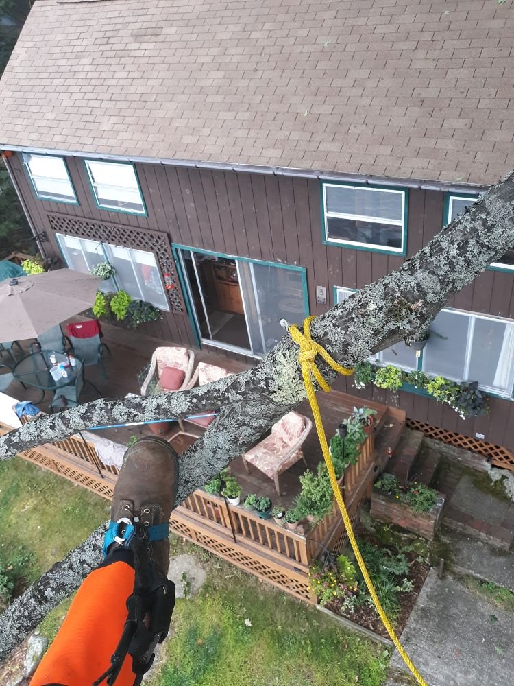 Potter Tree Care - tree service in Dublin, NH