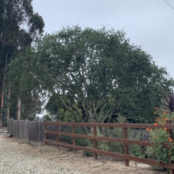 AAA Arbor First - Tree Services Near Me - Morro Bay, California