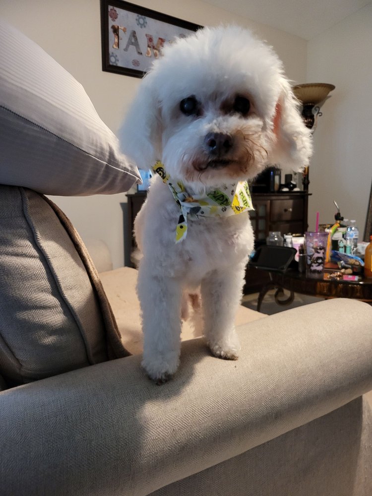 DOGS WITH STYLE MOBILE GROOMING Updated October 2024 Port St. Lucie