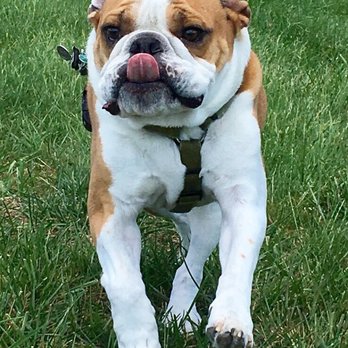 DogOn Fitness - Dog Walkers Near Me - Reston, Virginia DogOn Fitness - Dog Walkers Near Me - Reston, Virginia