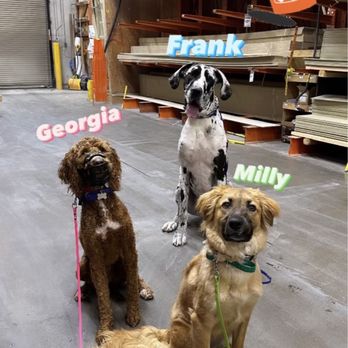 Pavlov Dog Training - Frank and a few others on a field trip. - Pet Training Near Me - Denver, Colorado