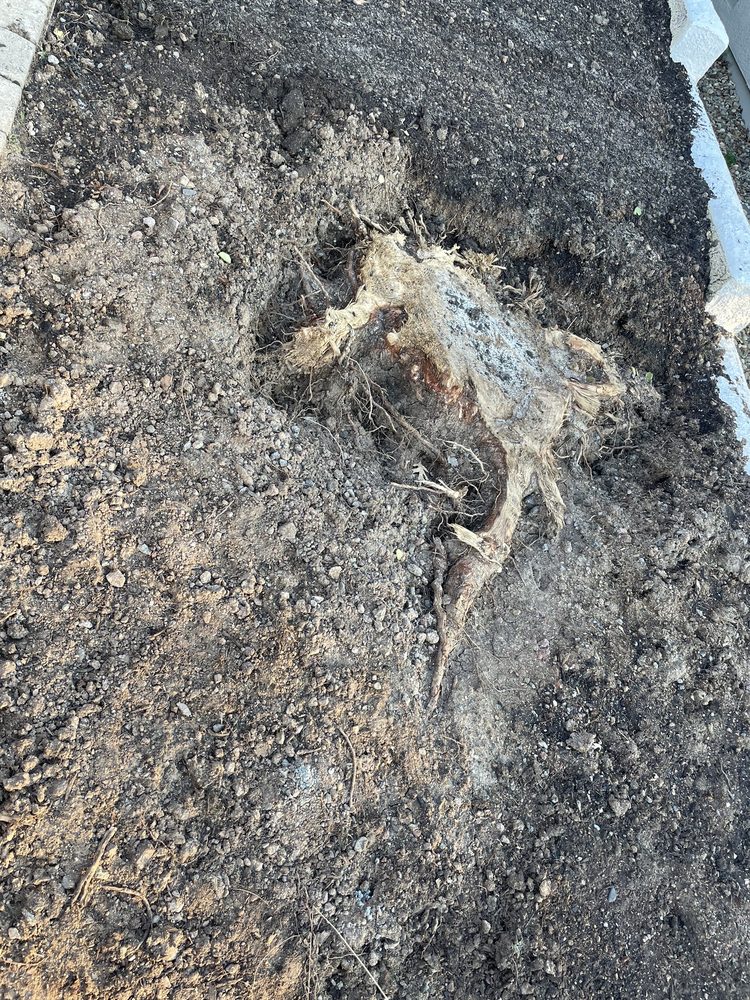 Northern Nevada Tree Experts - tree service in Sparks, NV