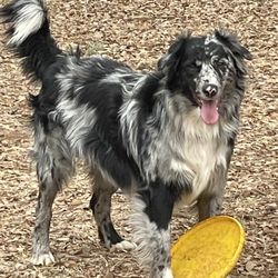 Blue Collar K9 Dog Training Center - My dog
