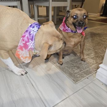 Wow My Dog - Lilah and Sheba Post grooming - Pet Groomers Near Me