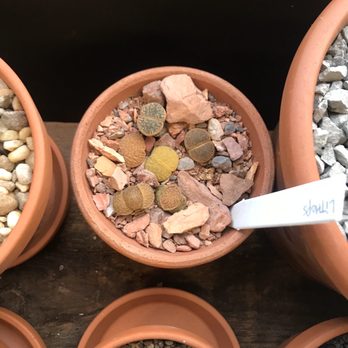 Plant Shop Chicago - Colorful lithops - Nurseries & Gardening Near Me - Chicago, Illinois Plant Shop Chicago - Colorful lithops - Nurseries & Gardening Near Me - Chicago, Illinois