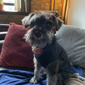 Happy Dogs - Alfie - Pet Groomers Near Me - Brooklyn, New York Happy Dogs - Alfie - Pet Groomers Near Me - Brooklyn, New York