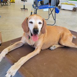 Coryell Veterinary Clinic - My good ol' boy Bo