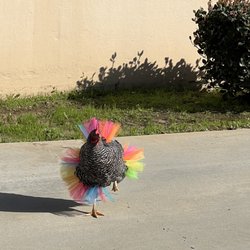 Whittier Feed Store - Betty in a tutu