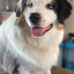 Thank you for grooming ranger he looks amazing Thank you for grooming ranger he looks amazing