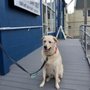 Photo of Dog's Day Out