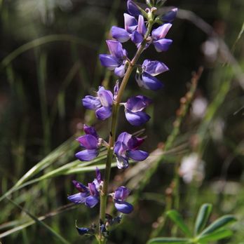 Bob Jones Trail - Lupin - Hiking Near Me - San Luis Obispo, California Bob Jones Trail - Lupin - Hiking Near Me - San Luis Obispo, California