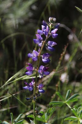 Bob Jones Trail Head by null