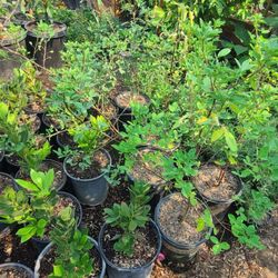 Compton Nursery & Florist