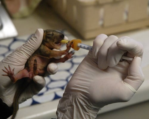 WILDLIFE RESCUE & REHABLITATION - Animal Shelters - Kendalia, TX