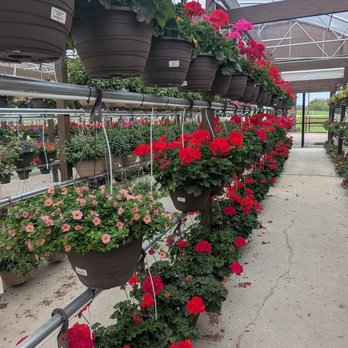Home Grown Plants - Nurseries & Gardening Near Me - Farmersville, Texas
