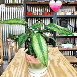 Urban Jungle - Urban Jungle