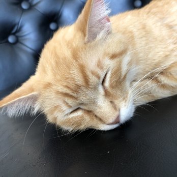 Cat & Craft - Dani - Coffee & Tea Near Me - Vista, California Cat & Craft - Dani - Coffee & Tea Near Me - Vista, California