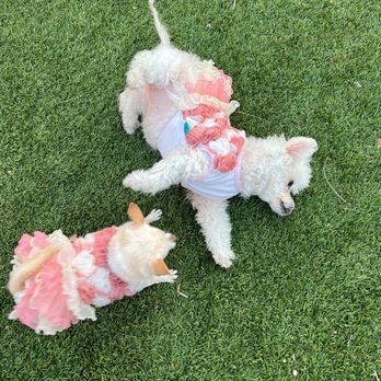 Texican Court - My babies had a ball! - Hotels Near Me - Irving, Texas Texican Court - My babies had a ball! - Hotels Near Me - Irving, Texas