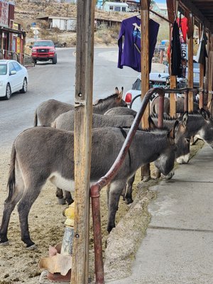Oatman Hotel Restaurant & Bar by null