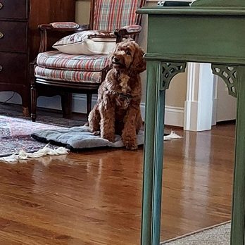 360 Animal Training and Behaviour - Graduate 'Brody' Sitting and Staying during greeting manners practice - Pet Training Near Me 360 Animal Training and Behaviour - Graduate 'Brody' Sitting and Staying during greeting manners practice - Pet Training Near Me