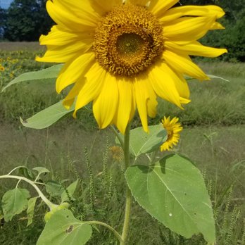 Manchester Blooms - Manchester Blooms - Pick Your Own Farms Near Me - Manchester, Michigan Manchester Blooms - Manchester Blooms - Pick Your Own Farms Near Me - Manchester, Michigan